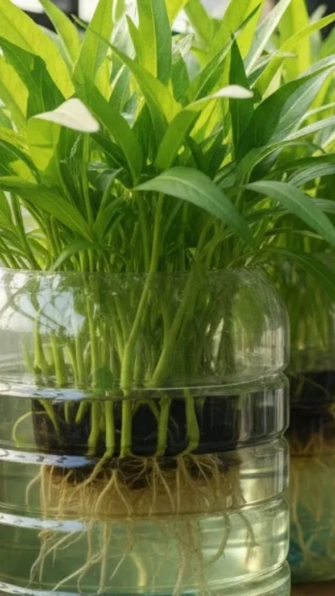 Cara Menanam Kangkung di Galon Bekas, Sat Set Panen di Lahan Terbatas