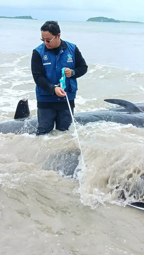 FOTO: Puluhan Paus Pilot Terdampar di Pantai Mbadokai NTT