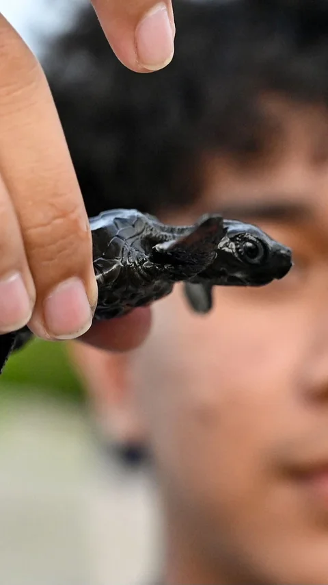 FOTO: Puluhan Tukik Lekang Dilepas di Pantai Alue Naga Banda Aceh