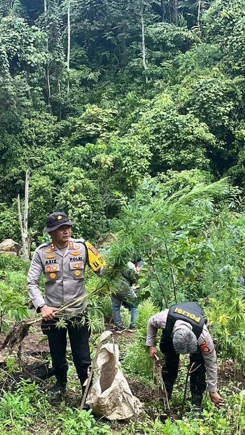 FOTO: Polda Sumsel Bongkar Ladang Ganja 20 Hektar di Empat Lawang