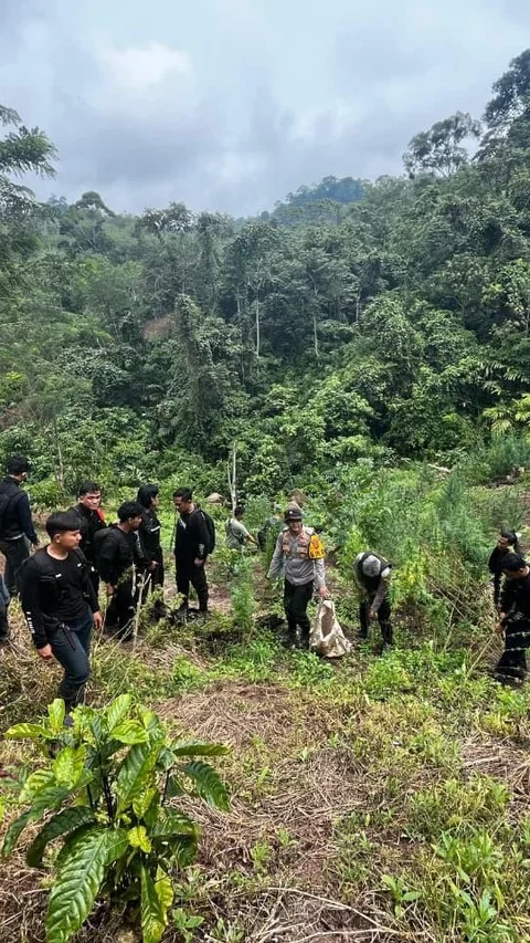 Polda Sumsel Bongkar Ladang Ganja 20 Hektare di Empat Lawang, 220 Kg Disita dan Bandar Utama Ditangkap