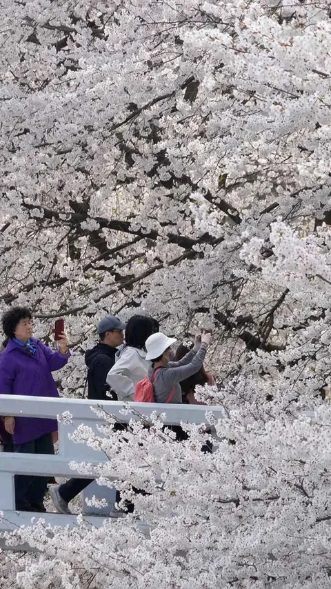 FOTO: Mekarnya Bunga Sakura Warnai Musim Semi di Seoul