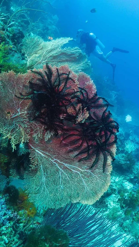 FOTO: Raja Ampat Hadapi Tekanan di Tengah Keajaiban Bawah Laut