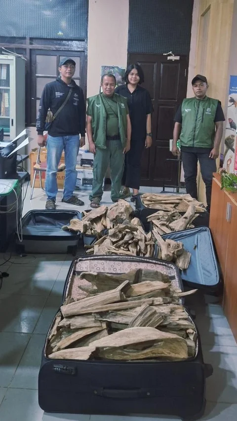 FOTO: TNI AL Gagalkan Penyelundupan Satwa Dilindungi dan Gaharu di Sorong
