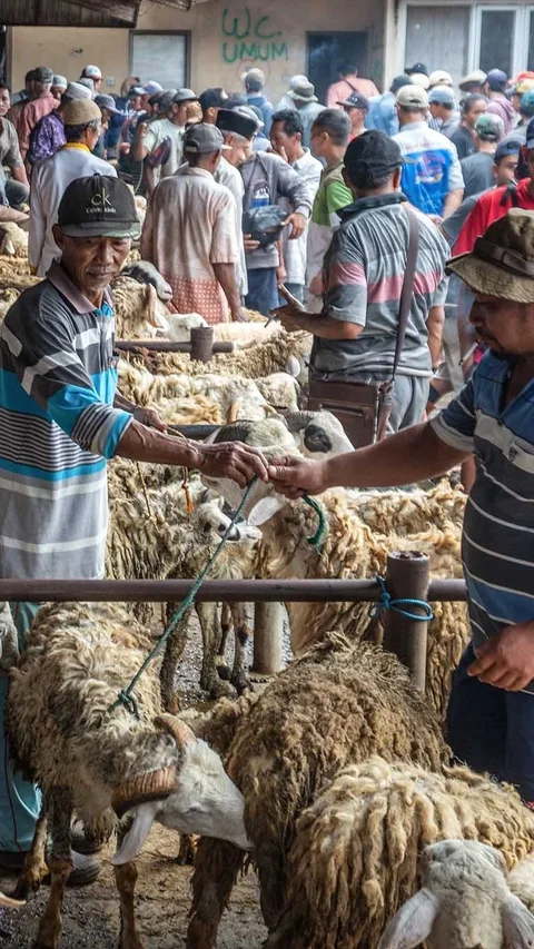 FOTO: Pasar Hewan  Ambarawa Ramai Jelang Idul Adha