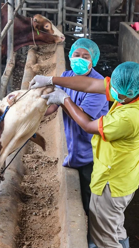 FOTO: Pemeriksaan Hewan Kurban Diperketat Jelang Iduladha 1447 H