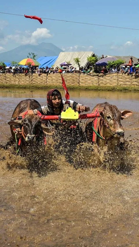 FOTO: Festival Sapeh Brujul  Tampilkan Karapan Sapi di Sawah Berlumpur