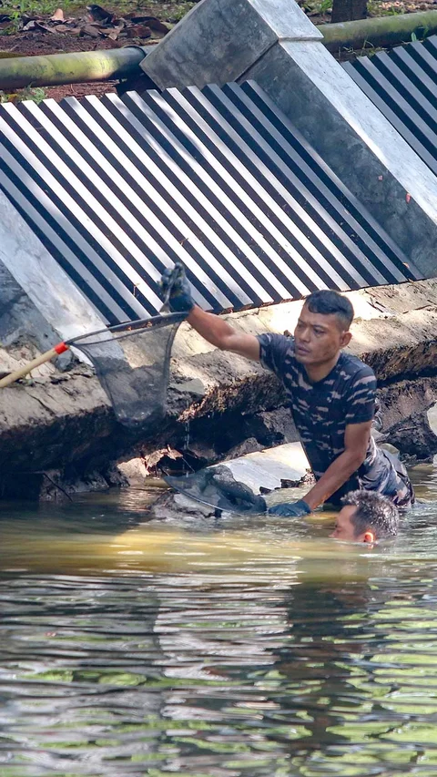 FOTO: TNI AL Bantu  Memusnahkan Ikan Sapu Sapu di Setu babakan