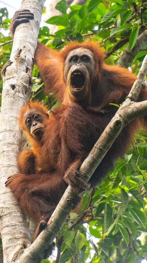 FOTO: Puluhan Orangutan Tapanuli Tewas Akibat Longsor di Batang Toru