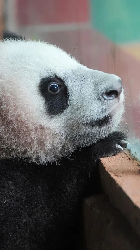 FOTO: Tingkah Lucu Rio Panda Raksasa Kelahiran Indonesia Curi Perhatian Pengunjung