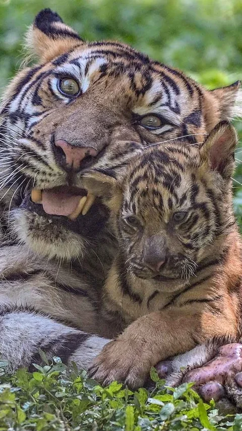 FOTO: Tingkah Menggemaskan Empat Anak Harimau Sumatra di Taman Safari Prigen