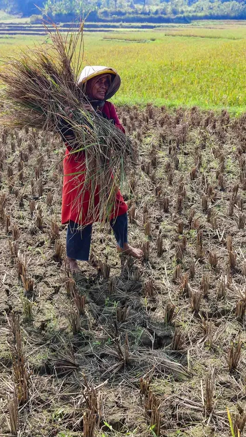 FOTO: Wereng dan Kekeringan Picu Gagal Panen di Jonggol