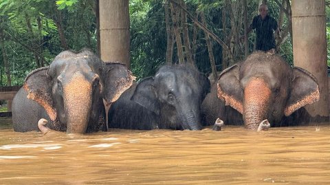 FOTO: Kasihan, Gajah-Gajah di Thailand Terjebak Banjir Parah