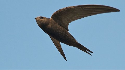 Burung Ini Mampu Terbang 10 Bulan Nonstop, Makannya saat Melayang di Udara