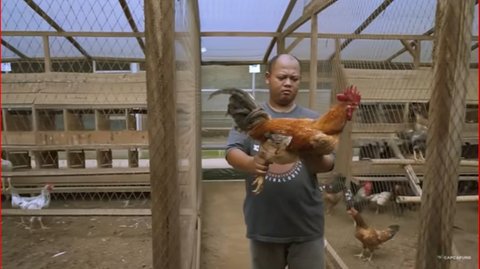 Pria Sleman Ini Sukses Ternak Ayam KUB, Ini Kisah Inspiratif di Baliknya