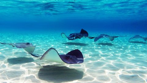 Tiga Warga Tersengat Ikan Pari saat Asyik Berenang di Pantai Widuri, Satu Orang Pingsan