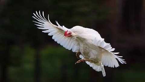 Potret Seru Lomba Ayam Sap-Sap di Pantai Situbondo, Adu Cepat Induk Ayam Terbang dari Laut Menuju Daratan