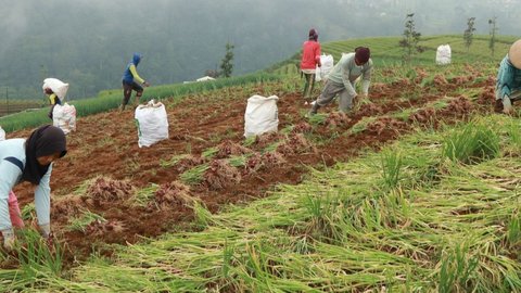 Harga Bawang Tak Kunjung Turun, Tak Ada Opsi Impor