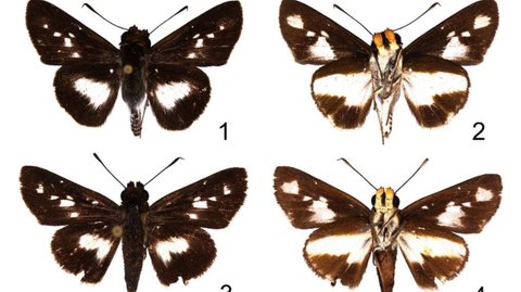 Dikira Kotoran Burung yang Menempel di Dahan Pohon, Ternyata Ilmuwan Temukan Spesies Baru Kupu-Kupu