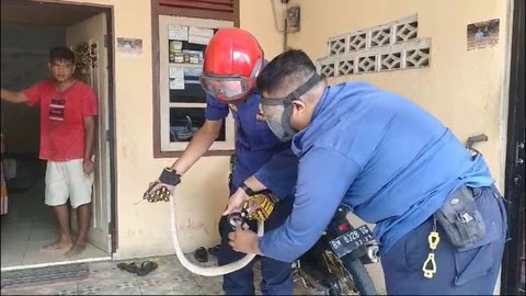 Menegangkan, Detik-detik Ular Kobra Dievakuasi dari Dalam Bak Air Rumah Warga