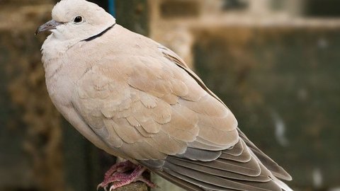 Sebelum Berevolusi Ratusan Juta Tahun Lalu, Burung Tak Punya Bulu Tapi Bersisik Seperti Reptil