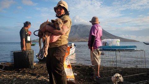 FOTO: Aksi Relawan Evakuasi Anjing dan Kucing Terlantar di Desa-Desa Terdampak Erupsi Gunung Ruang