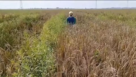 Pilu Petani di Subang Dapati 200 Hektare Sawahnya Mati Mengering, Ternyata Hama Ini Penyebabnya