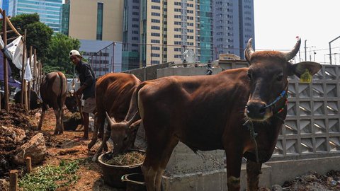 Jelang Idul Adha, Dharma Jaya Pastikan Stok Sapi dan Kambing Kurban di Jakarta Aman