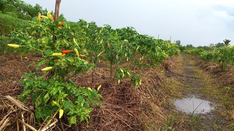 Pakai Sistem Mulsa Organik, Petani Cabai di Pesisir Timur Jambi Ungkap Keuntungannya