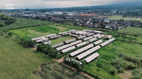 Menilik Kandang Kambing Terluas di Malang, Ubah Kambing Lokal Jadi Spesial Omzetnya Capai Rp600 Juta per Bulan