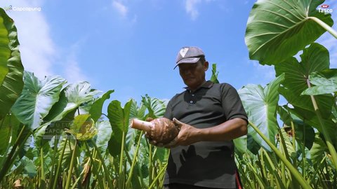 Ubah Lahan Kosong Jadi Ladang Emas, Budidaya Talas Pratama Laku Keras di Pasar Lokal dan Internasional