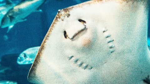 Misteri di Balik Kemunculan Ikan Pari yang Hamil Diduga Karena Hiu Jantan Mulai Terkuak