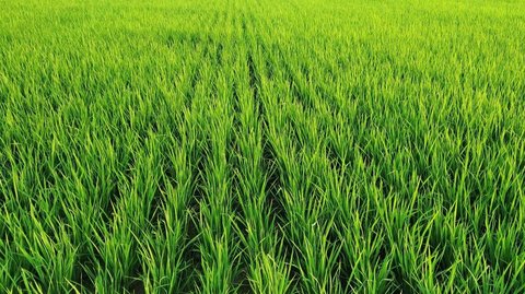 5 Fakta Sawah di Kota Malang Berkurang Drastis Bikin Kelimpungan, Tak Bisa Penuhi Kebutuhan Konsumsi Beras Warganya