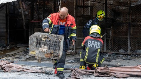 FOTO: Kondisi Pasar Hewan Terbesar di Thailand Ludes Terbakar, Ribuan Binatang Mati Terpanggang