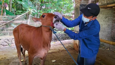 Semen Indonesia Bagikan 331 Ekor Hewan Kurban di idul Adha 2024