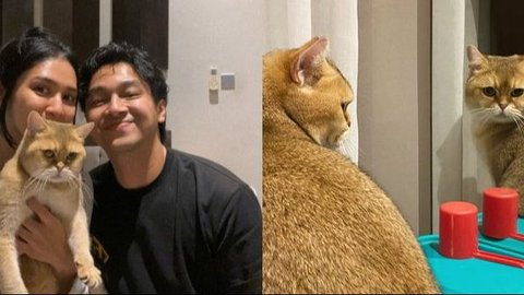 Deva Mahenra dan Mikha Tambayong Pamer Peliharaan Kucing, Bilang Lebih Baik Tinggal Sama Hewan Daripada dengan Ipar