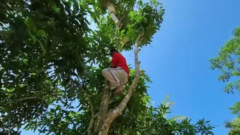 Sambil Nunggu Padi Kering, Ayah Lesti Kejora Petik Buah Duku Ketahuan Mertua Langsung Lari Terbirit-birit