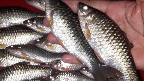 7 Manfaat Ikan Wader bagi Kesehatan, Makanan Tinggi Protein yang Baik untuk Otak