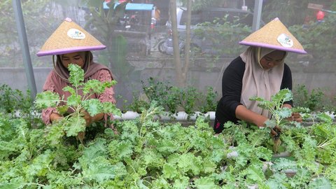 FOTO: Membuat Lahan Pertanian Produktif dari Pemanfaatan Bekas Tempat Penampungan Sampah