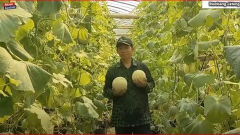 Mantan Anggota DPRD Rembang Ini Beralih Profesi sebagai Petani Melon, Begini Kisahnya