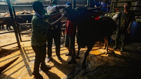 FOTO: Menjelang Hari Raya Iduladha 2024, Dokter Hewan dan DKP3 Kota Depok Cek Kesehatan Hewan Kurban