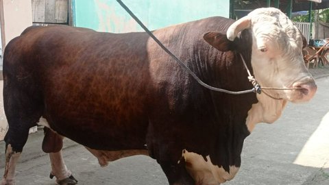 Si Bule, Sapi Kurban Pilihan Jokowi Berbobot 1,1 Ton untuk Warga Palembang