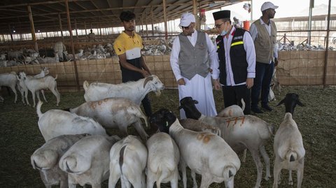 Jemaah Haji Boleh Bayar Dam dengan Kambing hingga Unta, Begini Syaratnya