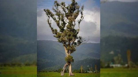 Pohon 'Berjalan' Setinggi Gedung 7 Lantai Raih Penghargaan Bergengsi di Selandia Baru, Mirip Karakter Fiksi dalam Film Lord of The Rings