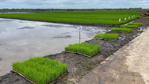 Pupuk Indonesia dan Bulog Kolaborasi Serap Hasil Petani Program Makmur