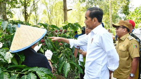 Panen Kopi di Lampung Barat, Jokowi Minta Tingkatkan Produktivitas 9 Ton Per Hektare