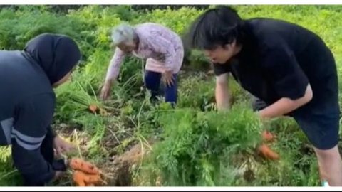 Momen Seru Mahasiswa KKN Beli Wortel Cabut Sendiri di Kebun, Satu Kilogram Cuma Rp5.000