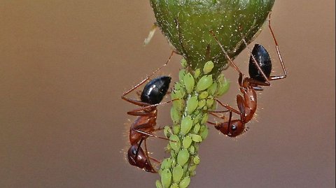 Menakjubkan, Semut Bisa Obati Cedera Kaki Sesama Mereka seperti Manusia, Begini Caranya