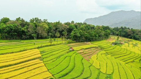 Serunya Bermain Mancik-Mancik, Petak Umpet Ala Anak Minang yang Kini Mulai Dilupakan