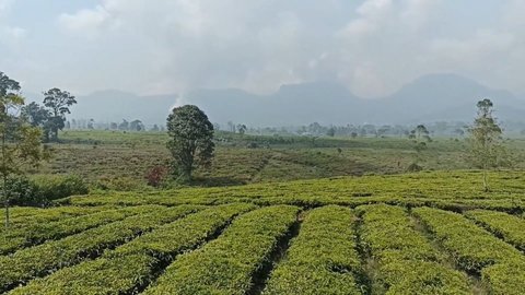 Sensasi Berkunjung ke Kebun Teh Jangkung di Malabar, Suasananya Bikin Betah